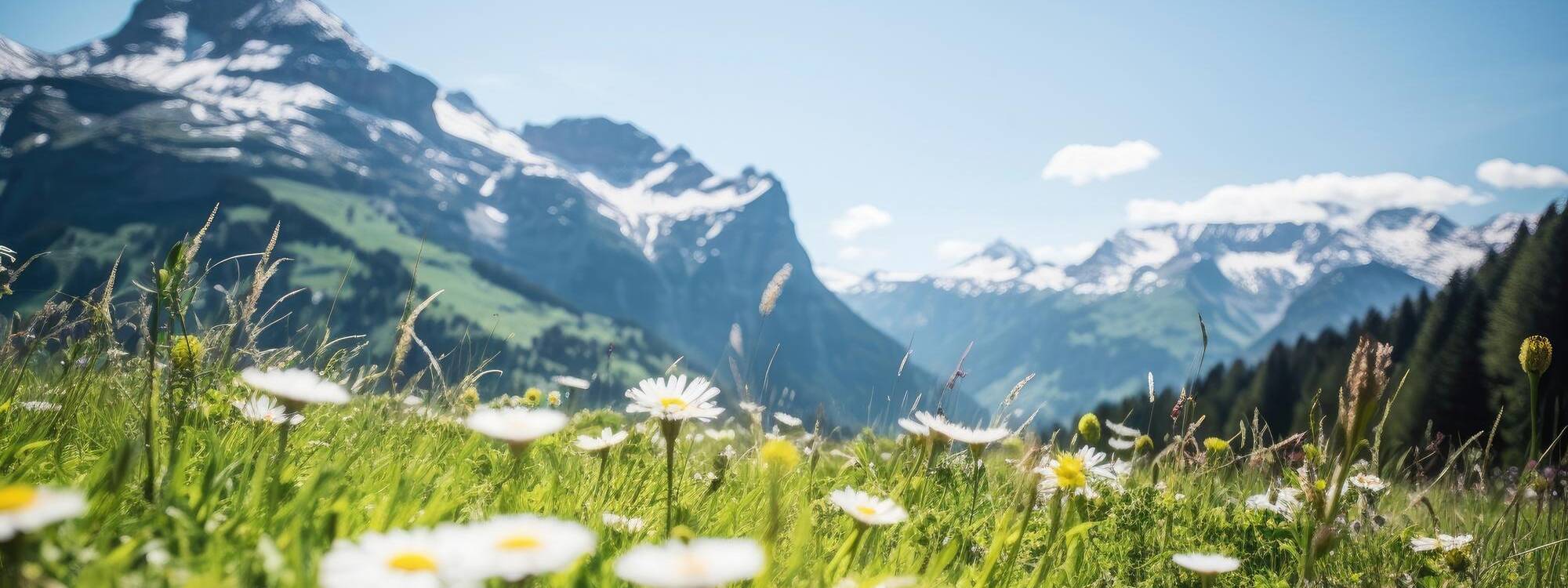 Sommerurlaub - Zugspitzarena